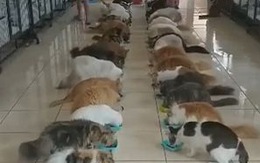 104 con mèo xếp hàng ngay ngắn ăn trưa