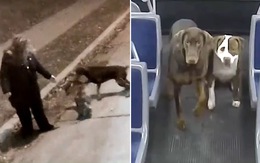 Nữ tài xế giúp đỡ 2 chú chó đi lạc về nhà trong đêm