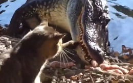 Cá sấu bỏ chạy vì bị mèo tát vào mặt
