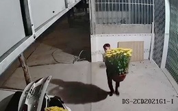 Người đàn ông đi ôtô trộm hai bồn hoa cúc vàng chưng Tết