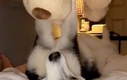 Chú chó Husky chơi gấu bông theo cách kì lạ