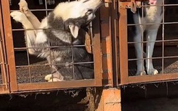 Chó ngáo Husky mở được khóa nhưng không biết thoát ra ngoài