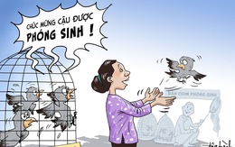 Vòng đời của những chú chim phóng sinh