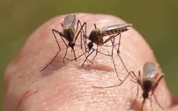 Cần bao nhiêu con muỗi để hút hết máu một người?