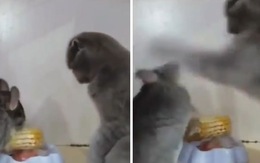 Chuột bị mèo tát liên hoàn vào mặt chỉ vì giành ăn bắp ngô