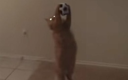 Mèo tung người bắt bóng hay như... thủ môn