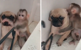 Khỉ con xin chủ đừng đánh chó con