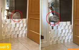 Dùng giấy vệ sinh thử thách khả năng nhảy cao của mèo
