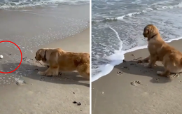 Chó muốn nhặt bóng nhưng lại sợ sóng biển
