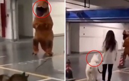 Chàng trai mặc mascot khủng long dọa chó trong chung cư