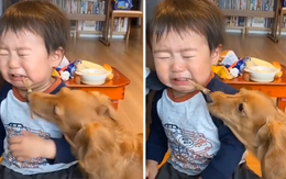 Em bé khóc mếu máo vì bị chú chó giành ăn