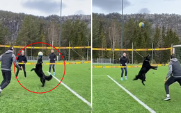 Chú chó chơi đánh bóng chuyền điêu luyện