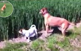 Hai chú chó rủ nhau chơi trốn tìm dưới đồng ruộng