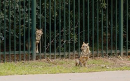Chó rừng… “tiếp quản” công viên bên Tel Aviv