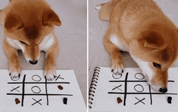 Chó shiba giành chiến thắng khi chơi cờ caro cùng chủ