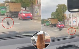 Bị chó chặn xe giữa đường, người chủ nhờ cún cưng giải quyết