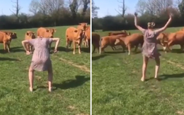 Cô gái với điệu nhảy làm đàn bò chạy tán loạn