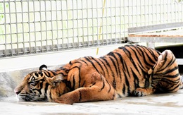Vì Cô-vít, 55 sở thú ở Indonesia sẽ cạn tiền từ giữa tháng 5