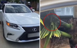 Dùng Lexus chở cây cau kiểng