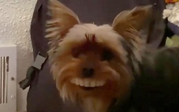 Chú chó nổi tiếng với nụ cười khi ngậm hàm răng giả