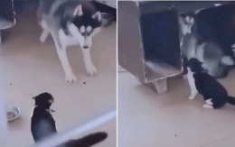 Chó Ngáo Husky chui gầm bàn vì bị mèo đánh