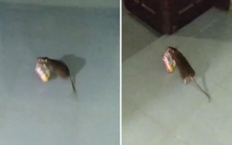 Chuột ngang nhiên trộm mì tôm trước mặt chủ nhà