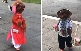 Chó poodle đi hai chân với trang phục dễ thương, ai cũng nghĩ là một em bé