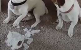 Những biểu cảm hài hước của các chú chó khi bị chủ hỏi tội