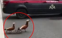 Cảnh sát Nga chặn ôtô để 'hộ tống' bầy vịt qua đường
