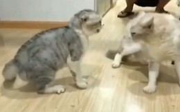 'Hoàng thượng' đấu võ mồm khi đánh nhau không lại
