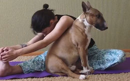 Chú chó quấn quýt cô chủ không cho tập yoga