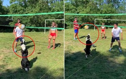 Chú chó chơi bóng chuyền như người