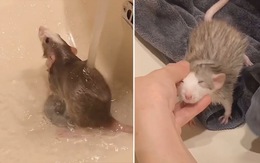 Chú chuột 'quý tộc' biết tắm rửa như người