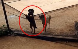 Chú chó giúp bạn nhảy qua lưới