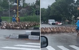 Hàng trăm con vịt chờ đèn đỏ để sang đường