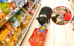 Chú chó đi siêu thị tự lựa đồ ăn, giúp chủ tính tiền
