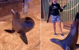 Trầm trồ chú hải cẩu biết bắt chước nhảy như người