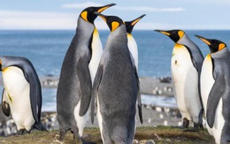 Hít phân chim cánh cụt cũng... ‘lên mây’ như hít bóng cười