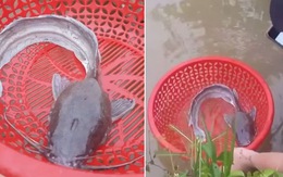 Cận cảnh chú cá trê 'suy dinh dưỡng' độc nhất tại Việt Nam