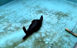 Chú hải cẩu vô tư 'quẩy' trong hồ bơi, mặc cho các nhân viên vệ sinh dọn dẹp