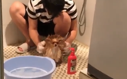 Chú chó 'quạu đeo' khi bị cậu chủ đem ra làm trò đùa trong nhà tắm