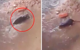 Cảm động khoảnh khắc chuột mẹ liều mạng để cứu đàn con bị ngộp trong nước