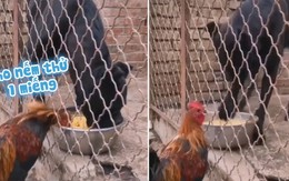 Chú chó 'nổi quạu' khi phát hiện ra chú gà đang ăn ké đồ ăn của mình