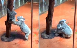 'Cưng xỉu' khoảnh khắc gấu Koala mẹ đỡ con trèo xuống cây vì sợ con té