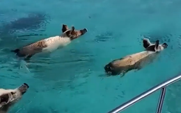 Thích thú với khả năng bơi siêu giỏi của các chú lợn tại đảo Big Major Cay