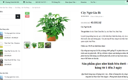Quá tải truy cập, website Sở Thú Sài Gòn bị... sập vì mọi người ùn ùn vào mua cây cảnh