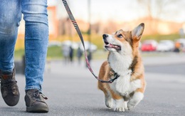 Dự thảo luật độc lạ: Chó phải được đi dạo hai lần một ngày