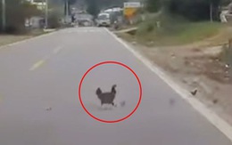 Tài xế ôtô dừng xe để đàn gà sang đường