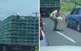 Chú gà số nhọ, vừa 'vượt ngục' thành công thì bị người khác bắt
