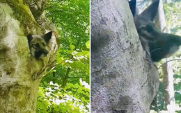 Chú chó bị mắc kẹt trong thân cây